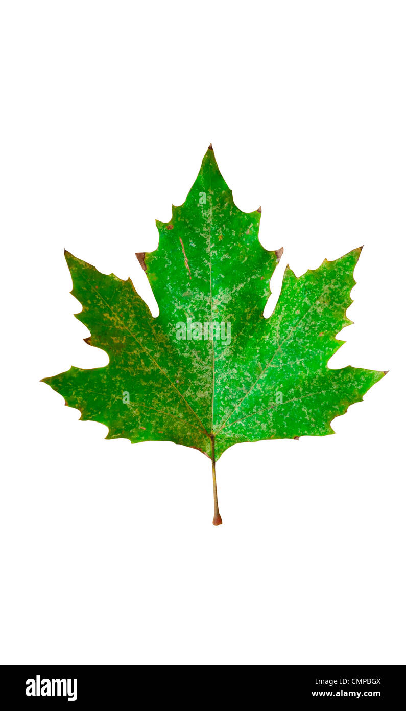 Green maple leaf isolated on white background Stock Photo - Alamy