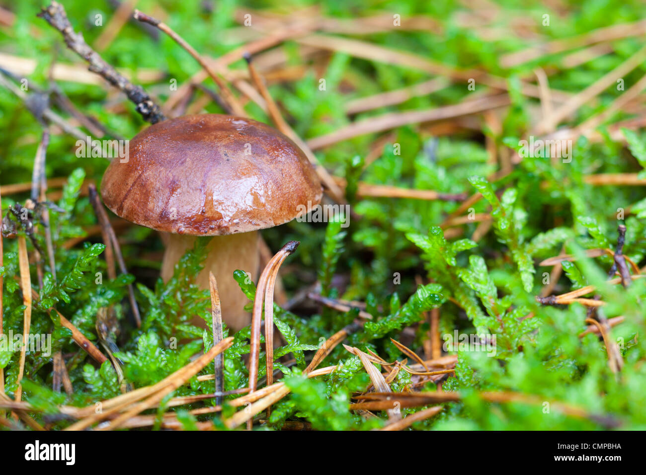 Mushroom Brown Cap Boletus Stock Photos & Mushroom Brown Cap Boletus