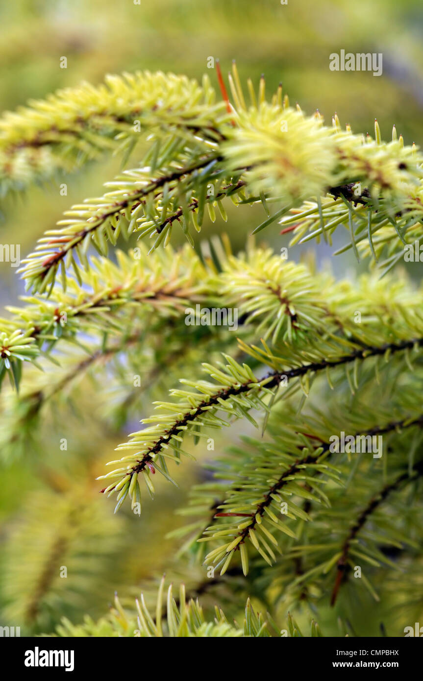 pinus sylvestris aurea scots pine pines yellow green trees foliage leaves plant portraits needles closeup close up closeups Stock Photo