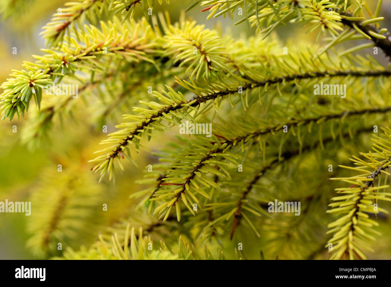 pinus sylvestris aurea scots pine pines yellow green trees foliage ...