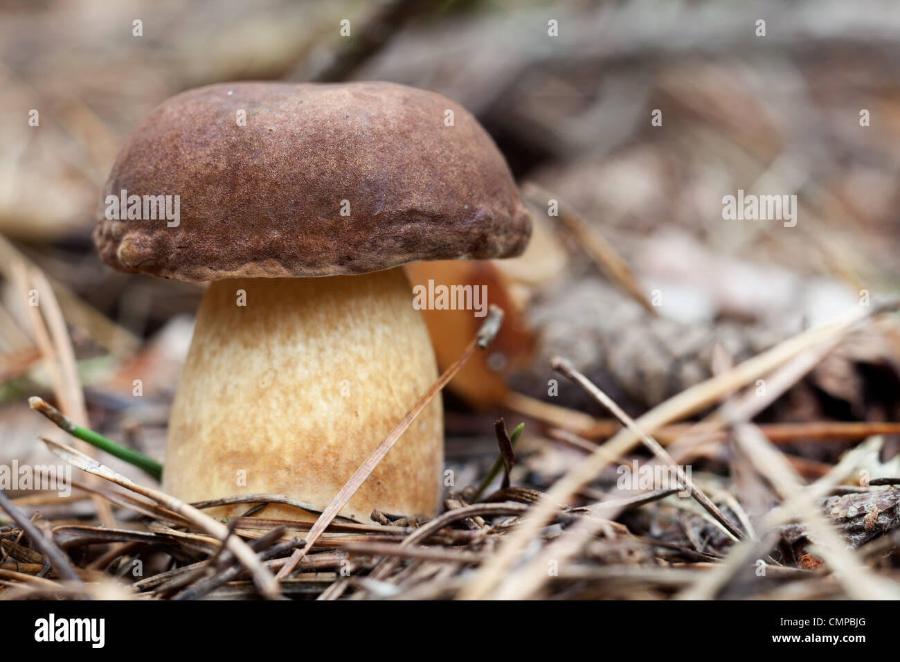 brown cap mushroom on moss close up Stock Photo Alamy