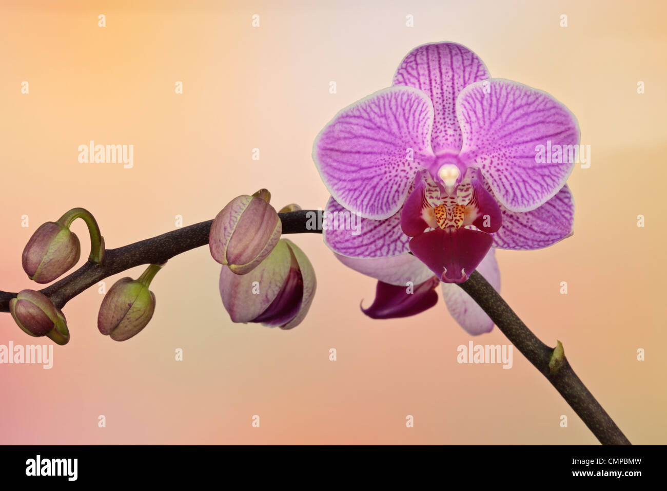 Purple orchid in spring Stock Photo