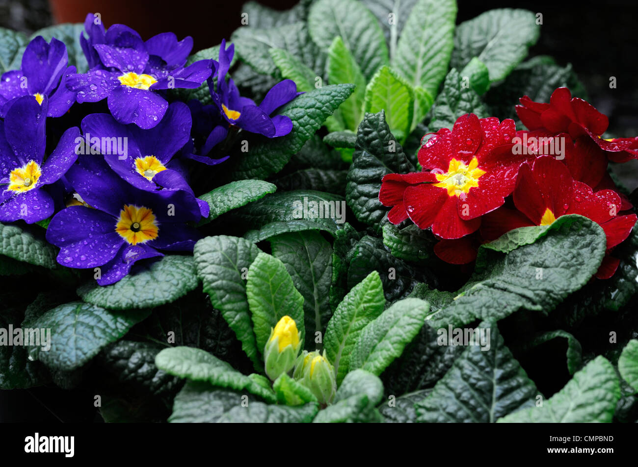primula polyanthus group hybrid closeups close ups mixed colours coloured blue red yellow eye bedding annuals flowers blooms Stock Photo
