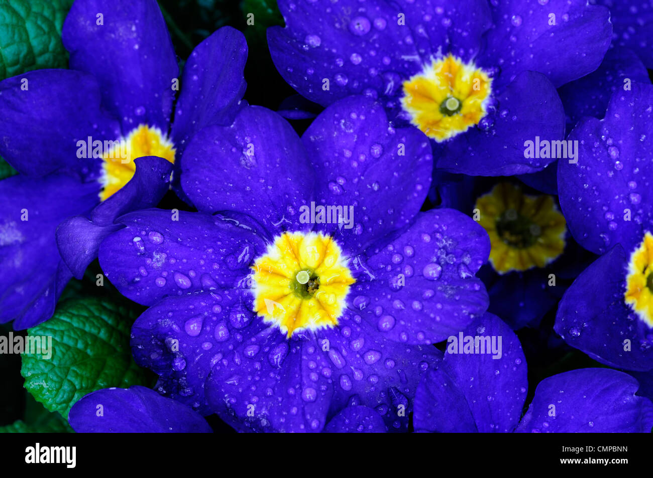 primula crescendo blue polyanthus group closeups close ups blue flowers