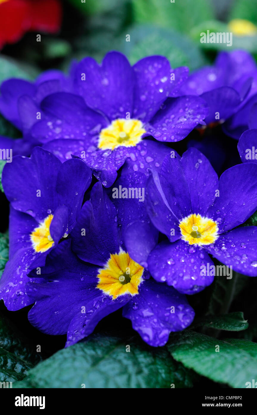 primula crescendo blue polyanthus group closeups close ups blue flowers