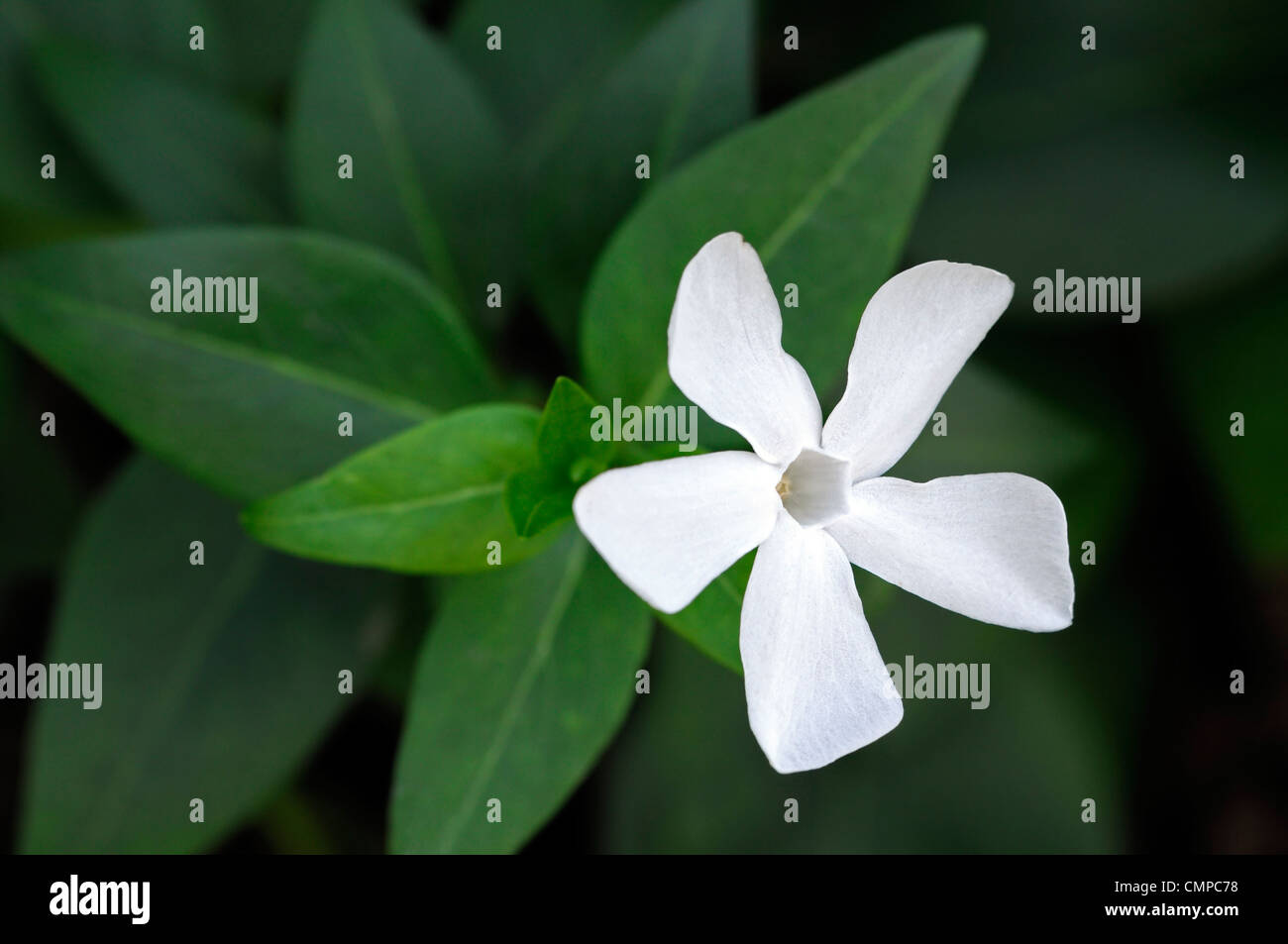 vinca minor alba closeup plant portraits white petals flowers