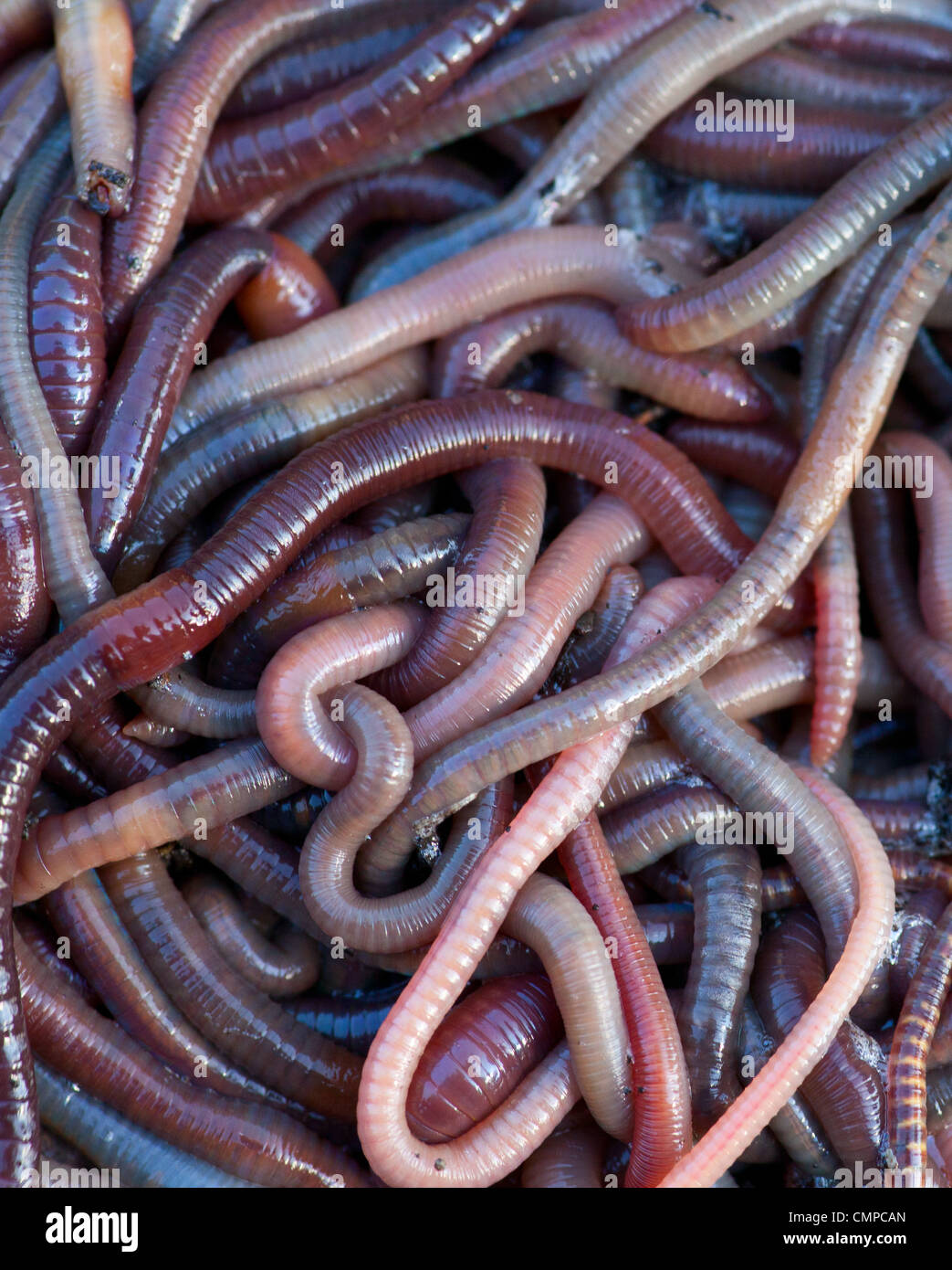 Images Of Earthworm