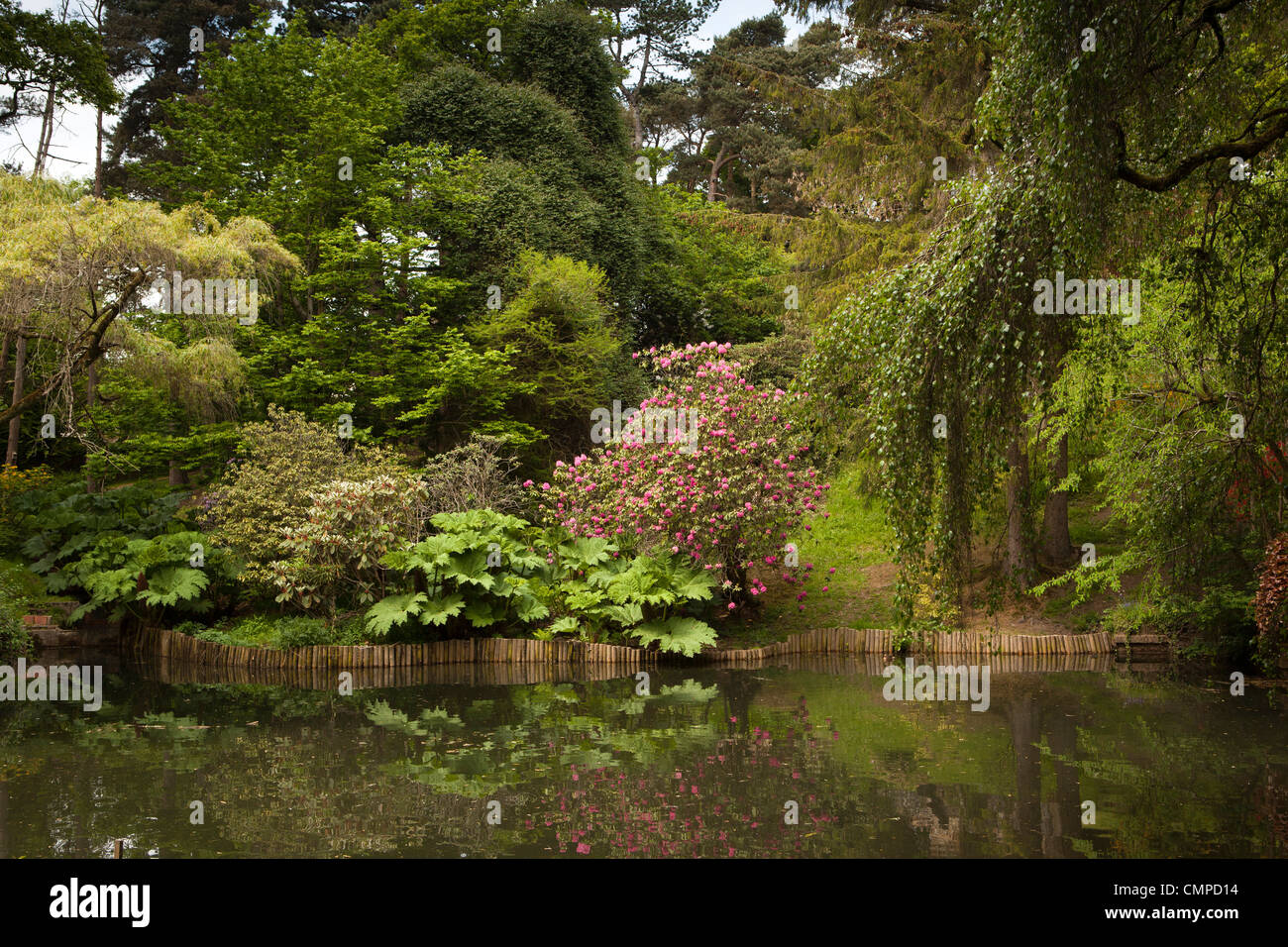 UK, Wales, Swansea, Clyne Gardens, Japanese garden pond Stock Photo