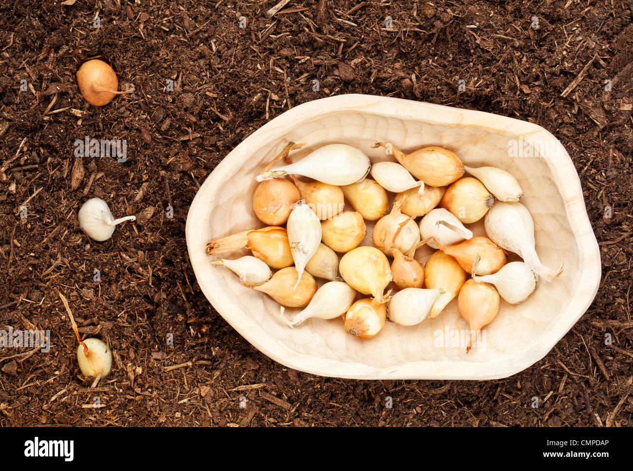 yellow and white onion for planting - small bulbs in a rustic wood bowl and some planted in garden soil Stock Photo