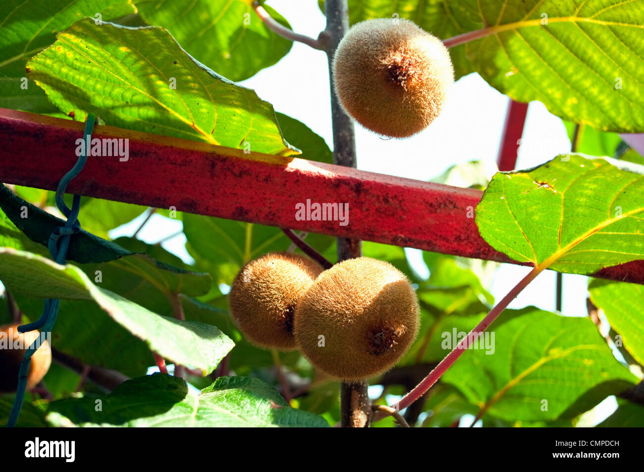 Kiwi on a branch hi-res stock photography and images - Alamy