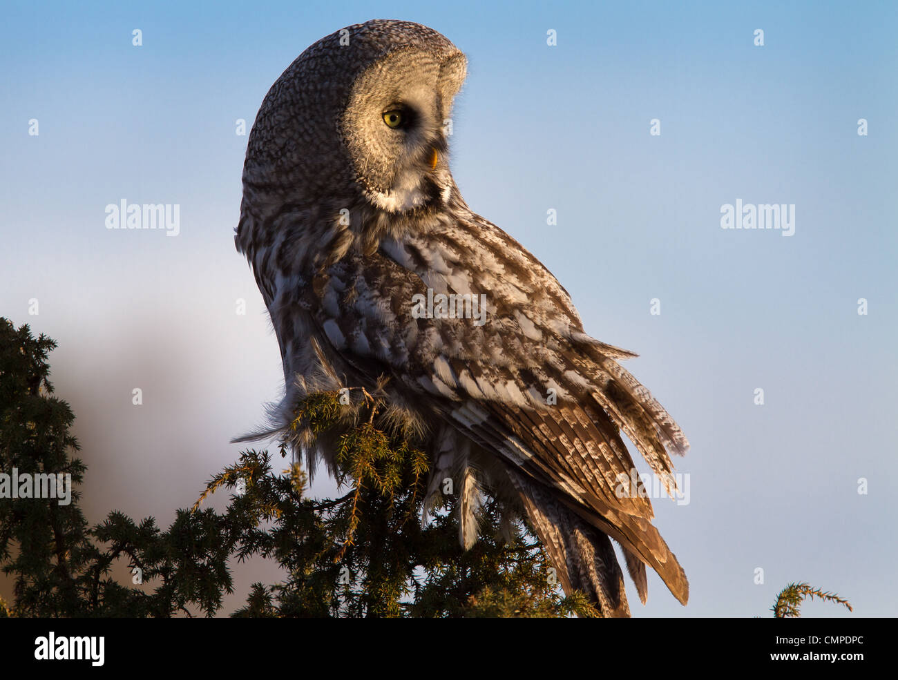 A Great grey owl sitting in a tree Stock Photo