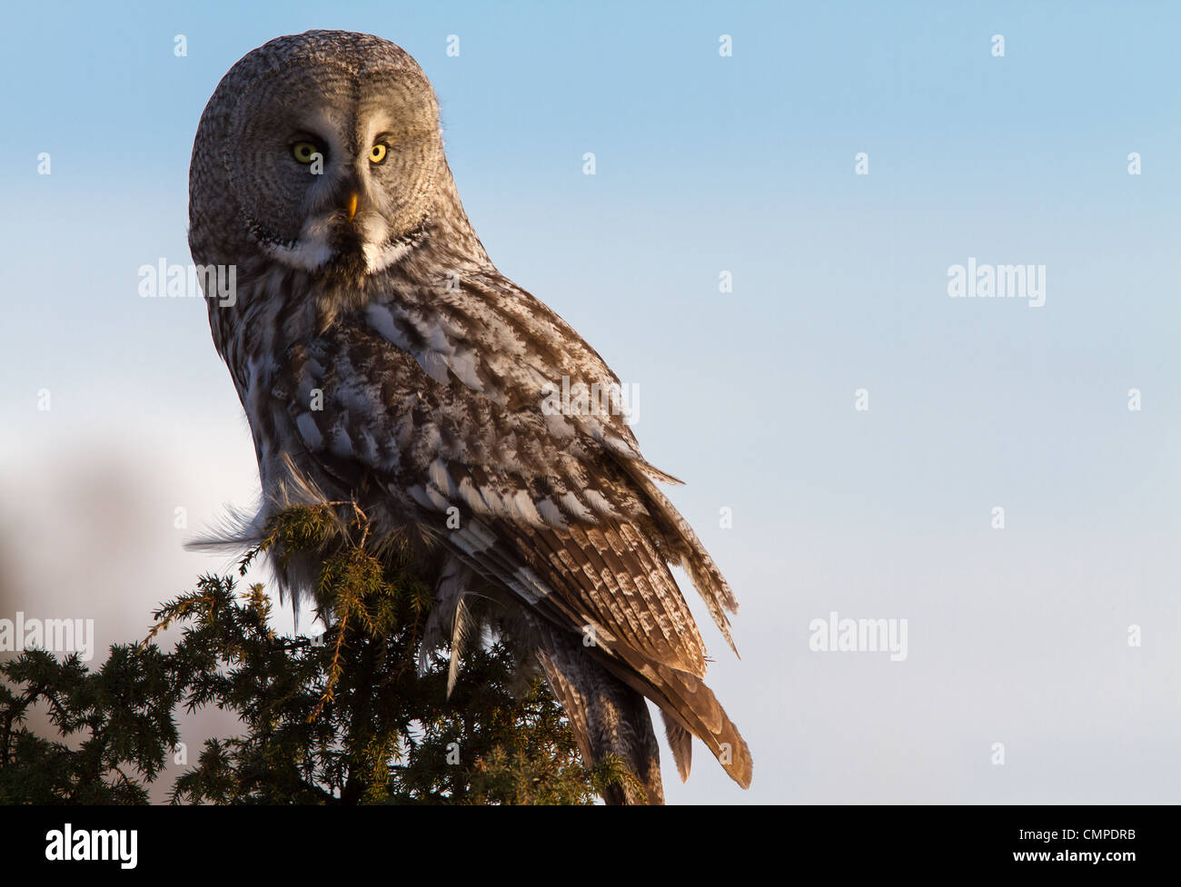 A Great grey owl sitting in a tree Stock Photo
