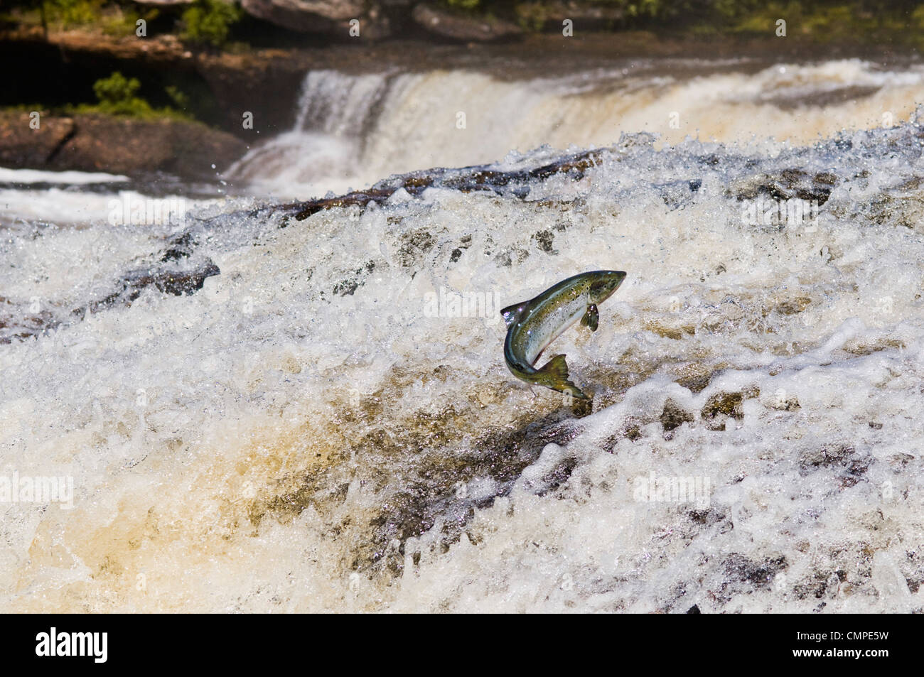 Atlantic Salmon adult leaps up Falls Migrating Upstream to Spawning