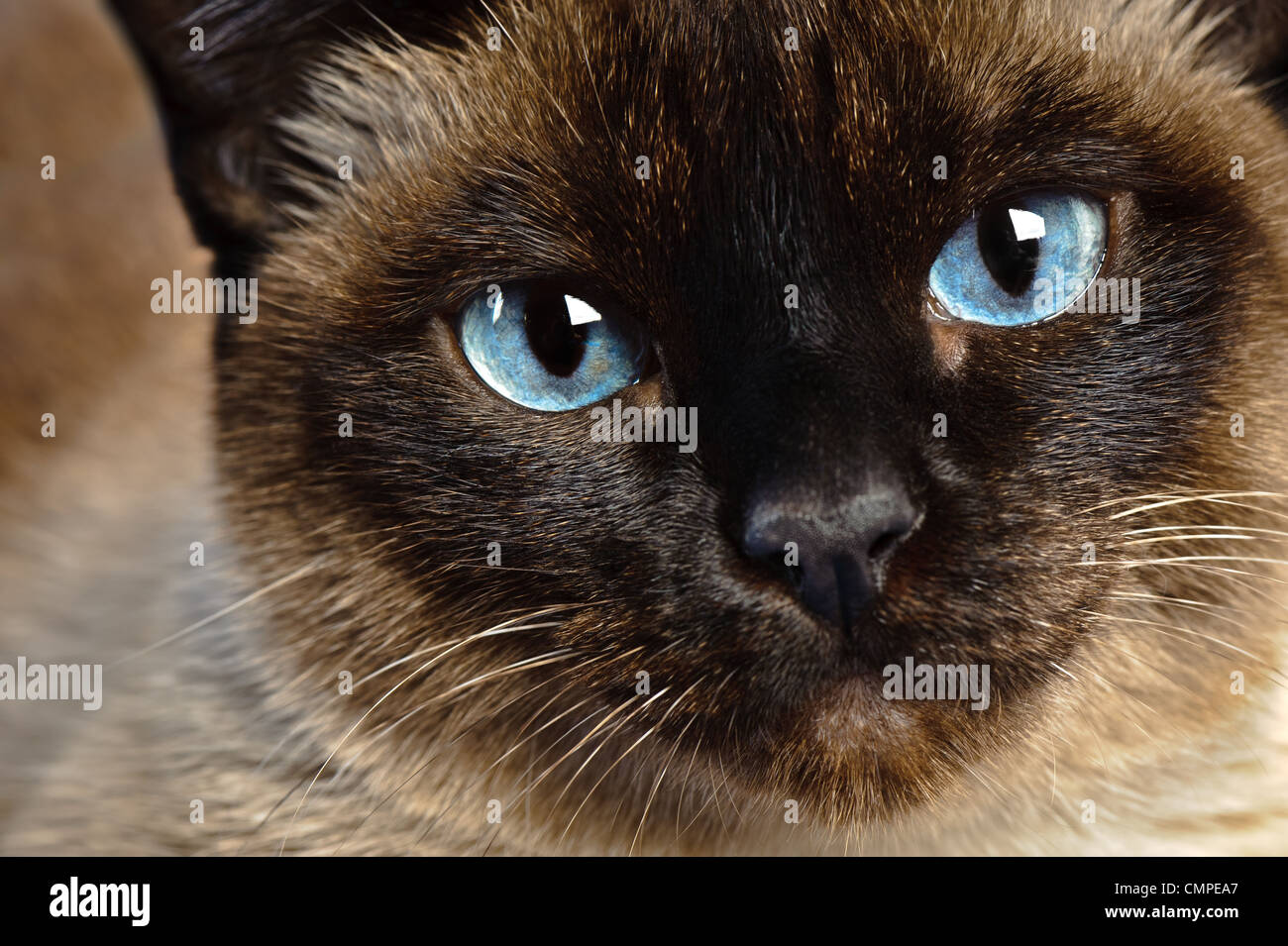 close up of cute blue-eyed siamese cat Stock Photo - Alamy