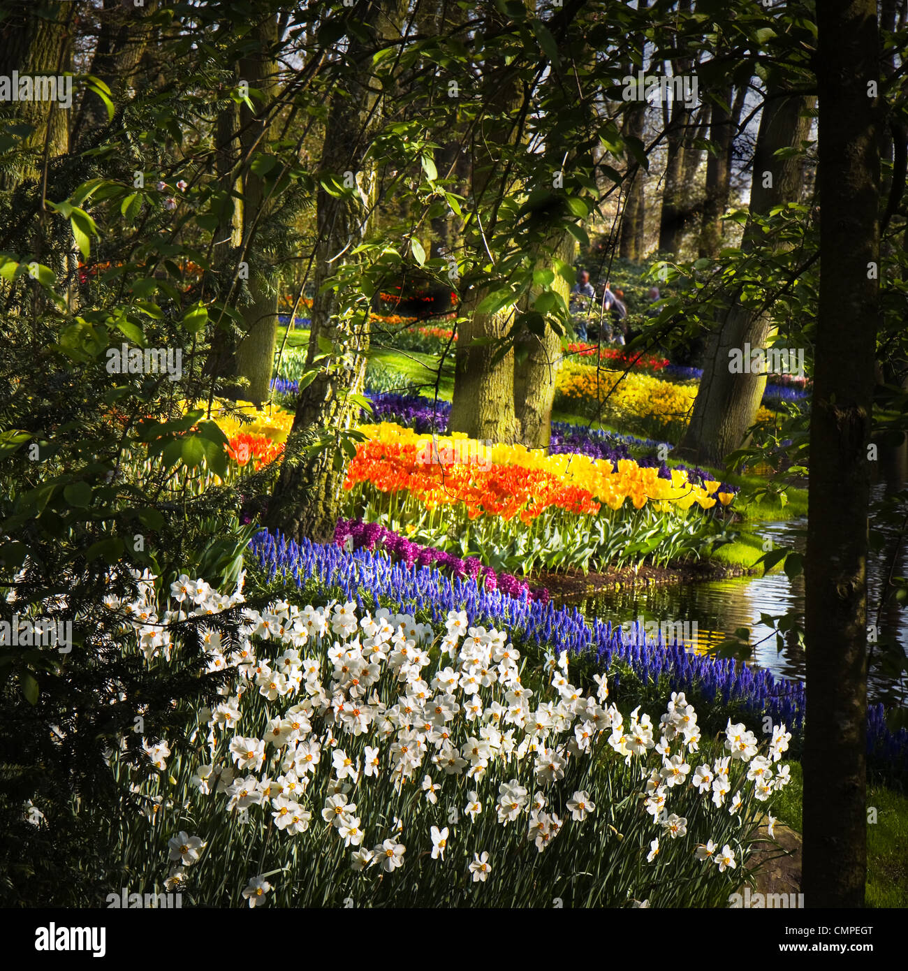 Daffodils and grape hyacinths hires stock photography and images Alamy