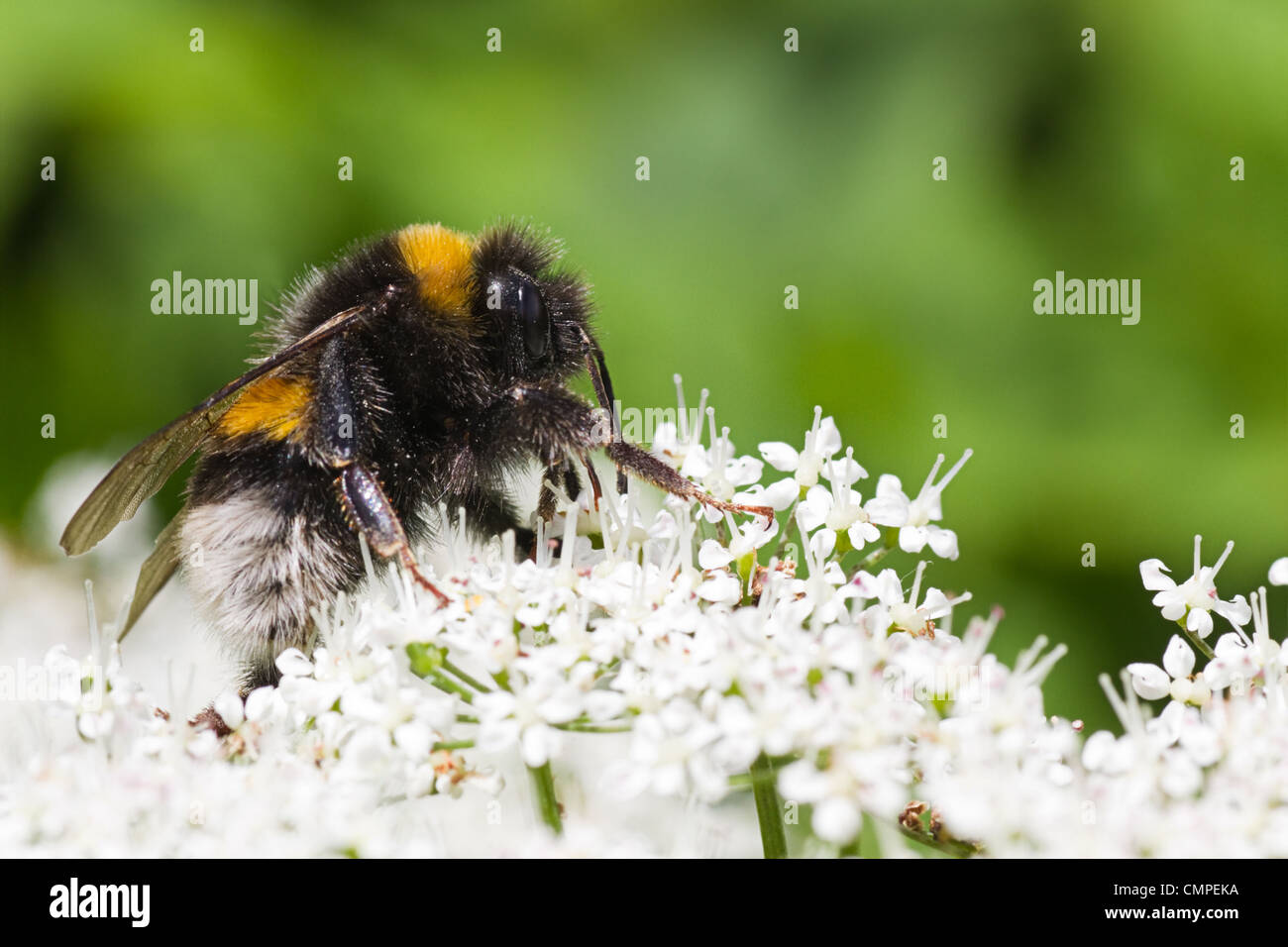 Little Bumble bee on flowers in summer busy gathering nectar Stock Photo