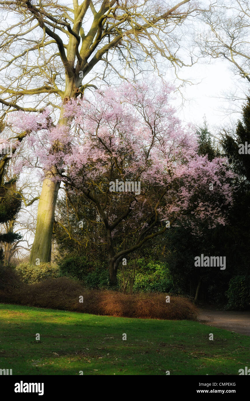 tree with pink blossom spring england uk Stock Photo - Alamy