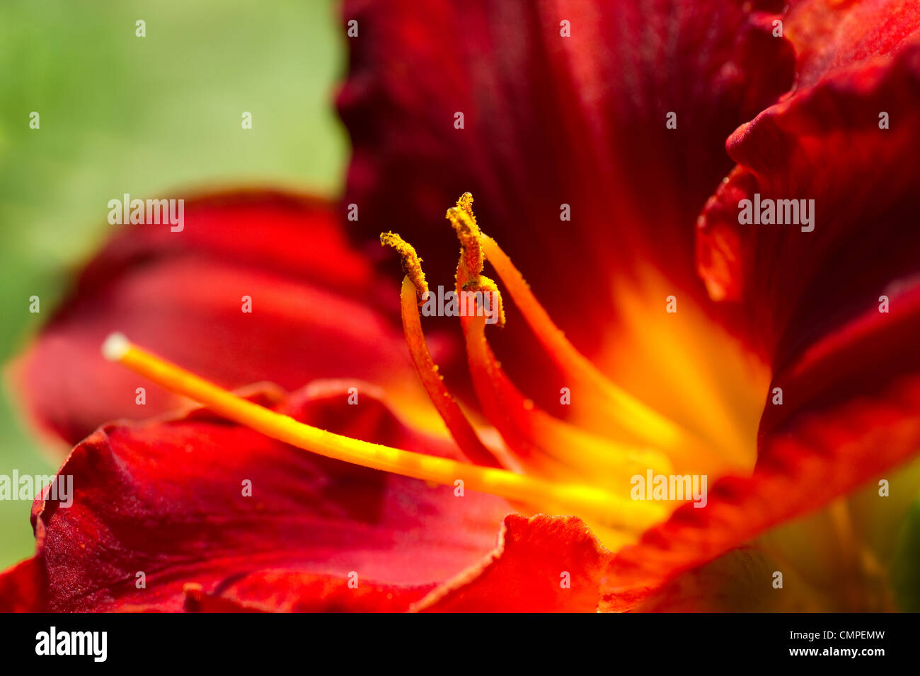 Close view to deep red day lily or Hemerocallis blooming in garden in summer Stock Photo