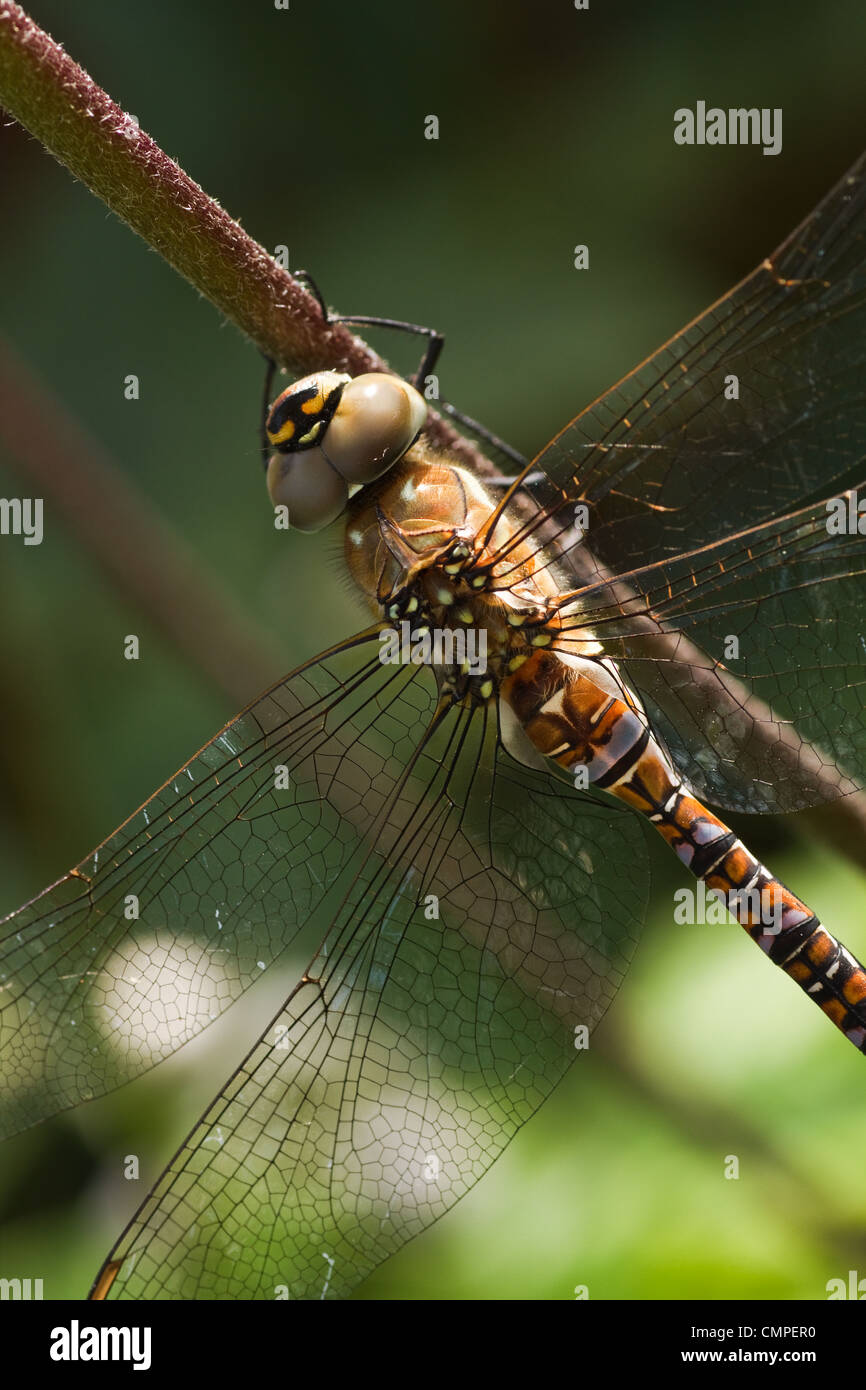 Dragonfly Aeshna mixta or Migrant hawker resting on flowerstalk - vertical Stock Photo