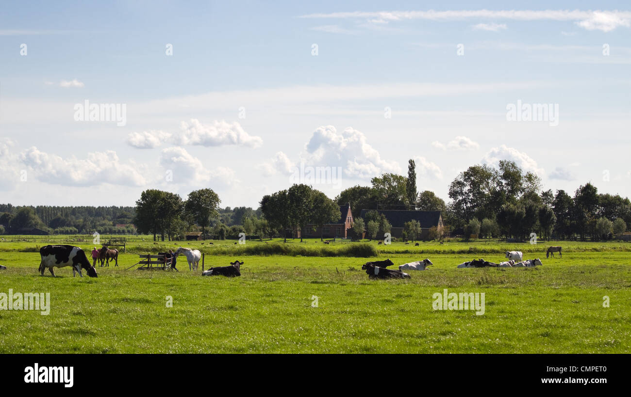Dutch polder landscape with farms, horses and cows on sunny summer afternoon Stock Photo