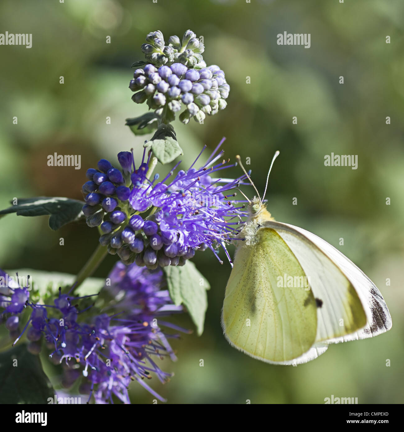 Butterfly Large white or Pieris Brassicae in summer on Caryopteris clandonensis ‘Heavenly Blue’ also called Bluebeard Stock Photo