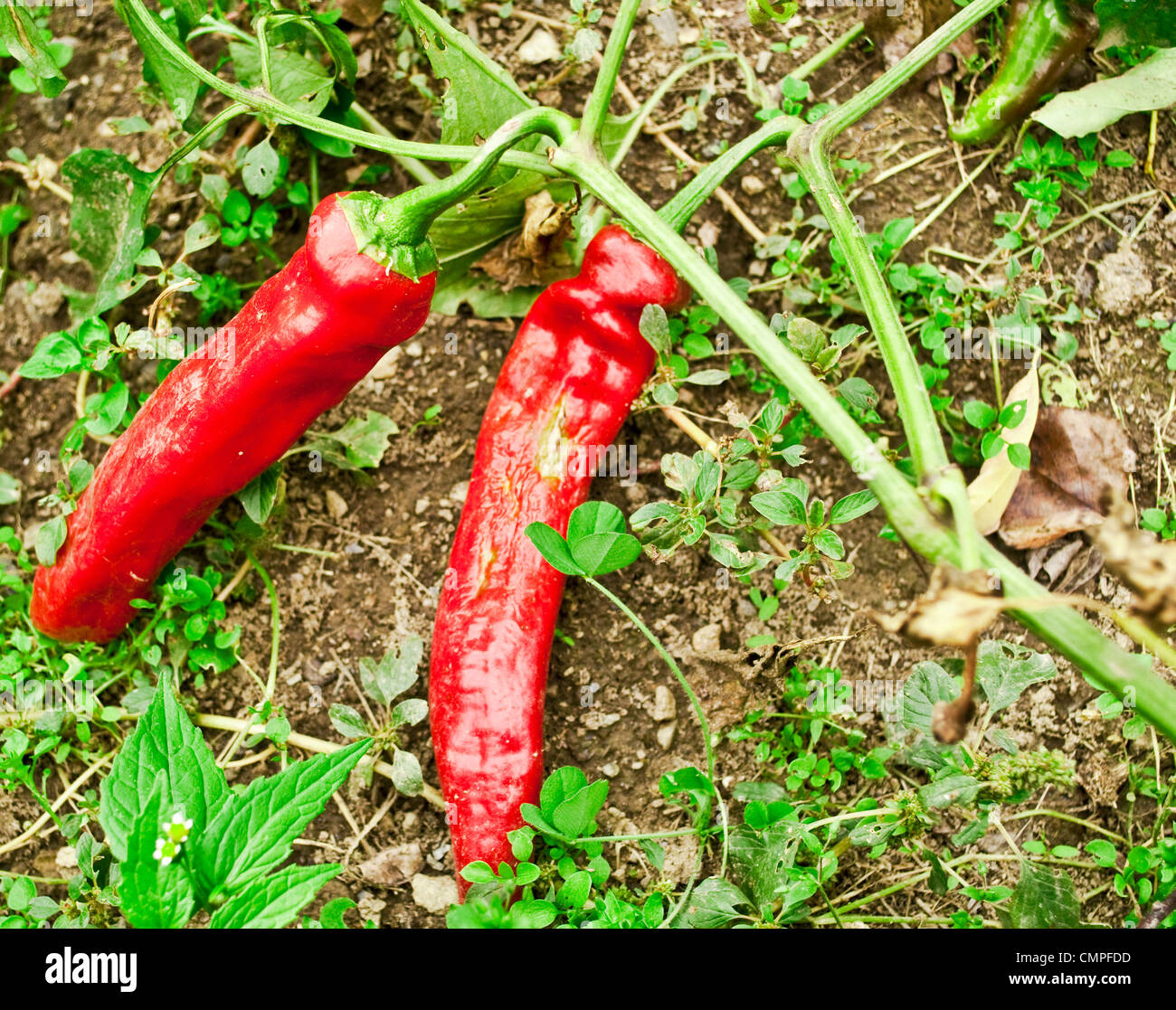 Red peppers in garden Stock Photo Alamy