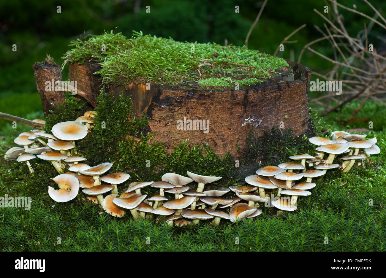 Mushrooms growing in a circle around a rotting trunk of a pine tree, the trunk and the soil are covered with moss Stock Photo