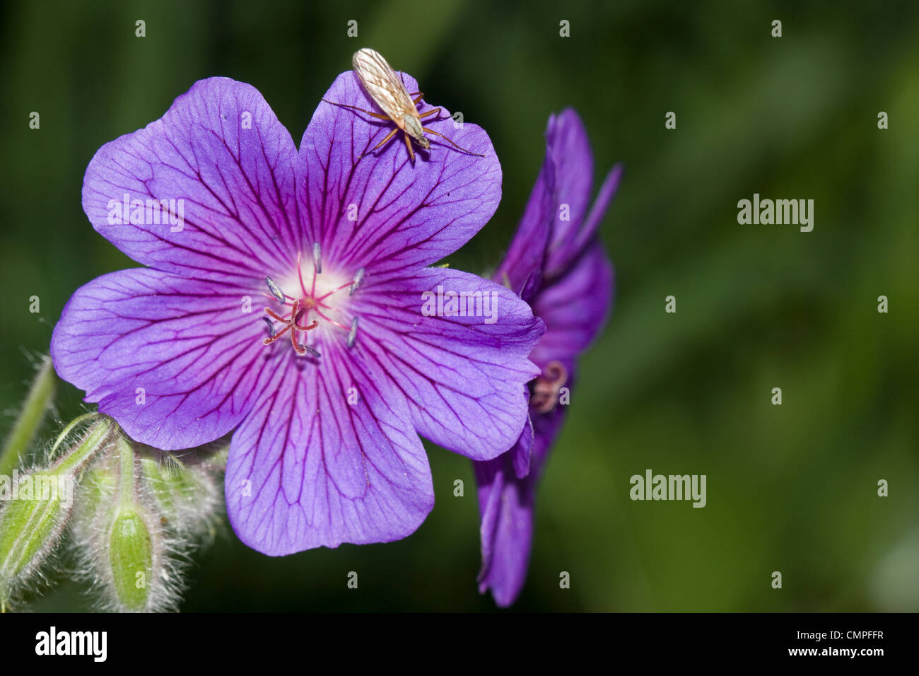 Small fly on the blue flower of Crane's Bill. Stock Photo