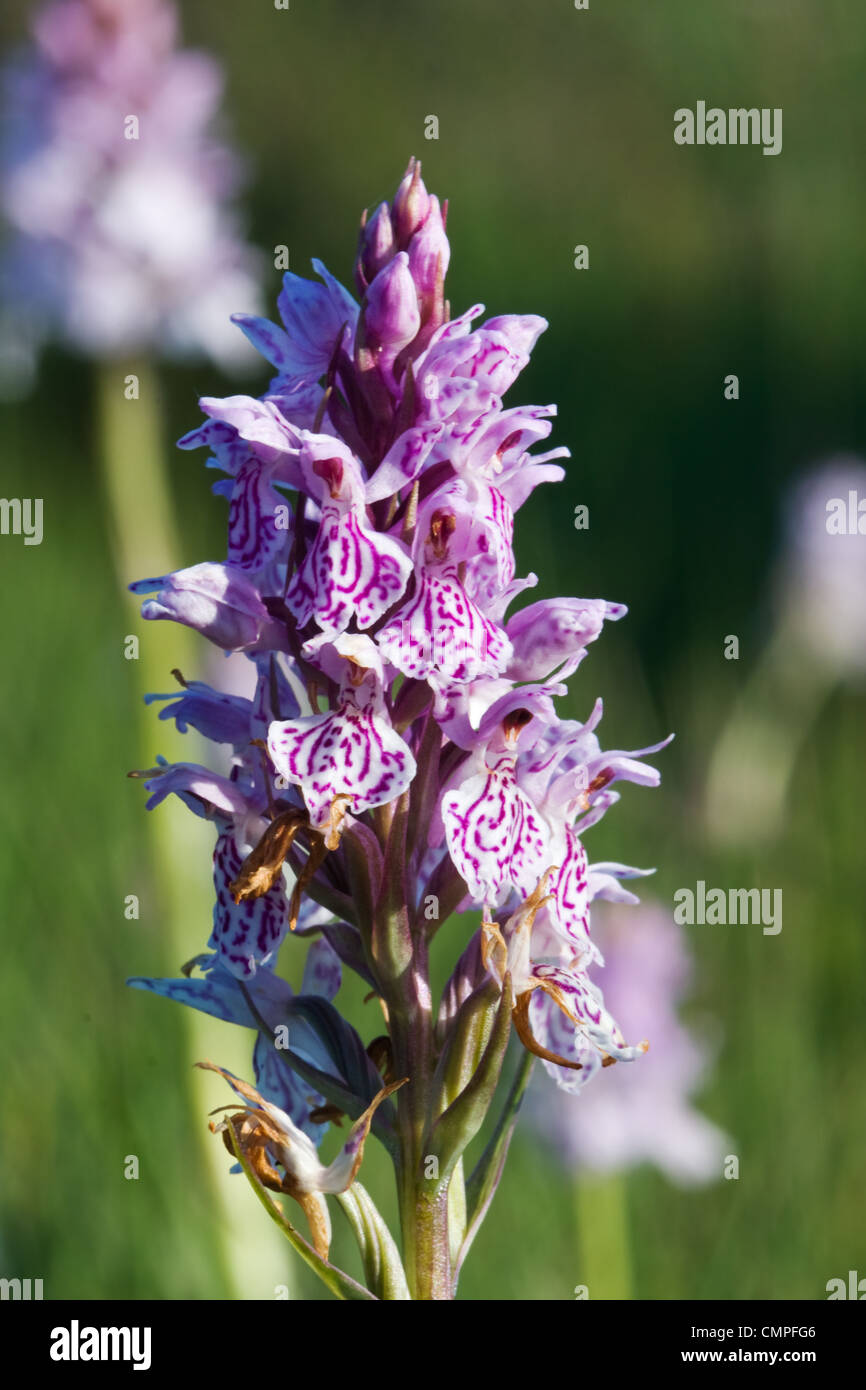Pink flower of Heath Spotted Orchid or Moorland Spotted Orchid (Dactylorhiza maculata). Stock Photo