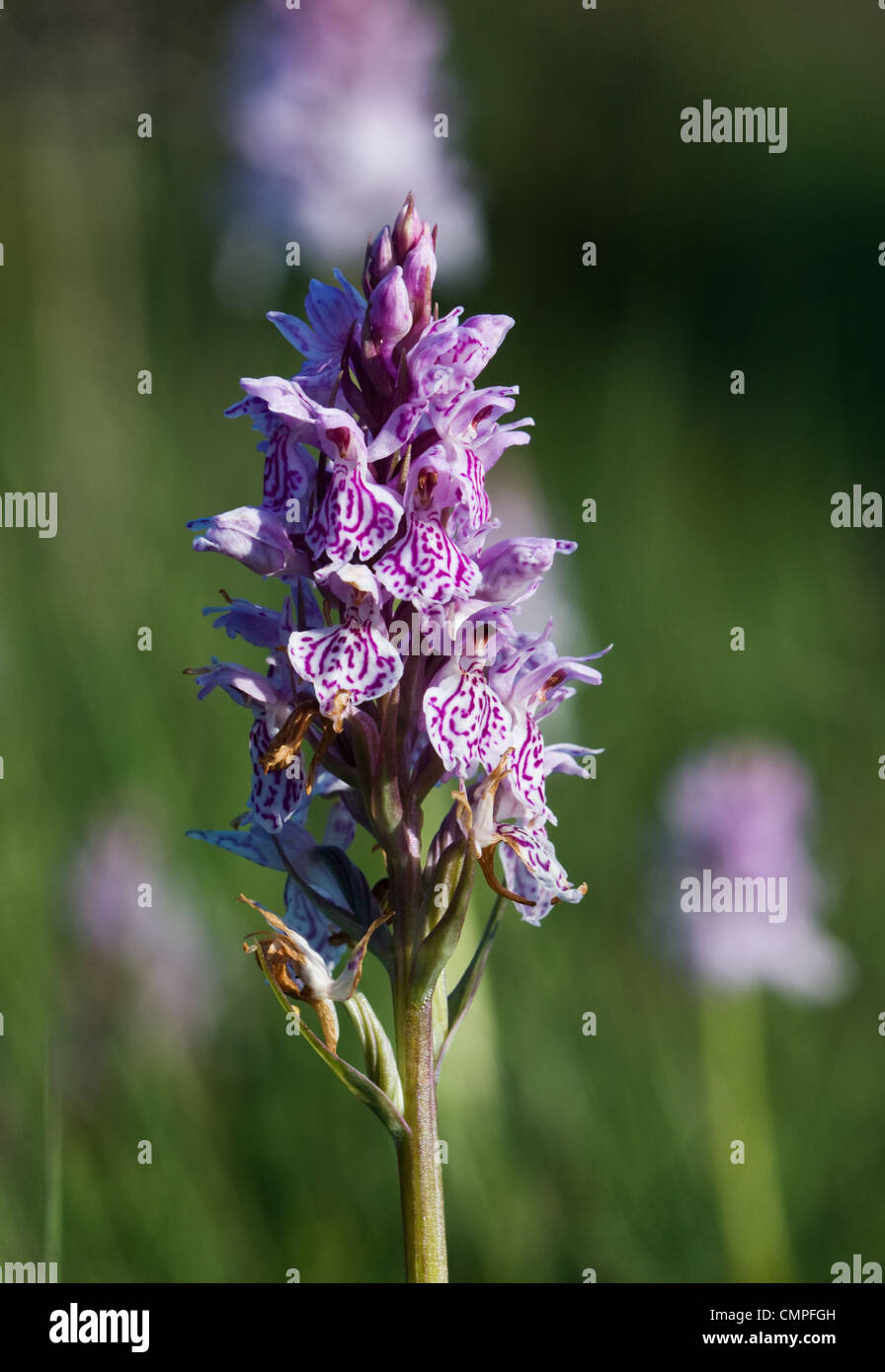 Pink flower of Heath Spotted Orchid or Moorland Spotted Orchid (Dactylorhiza maculata). Stock Photo