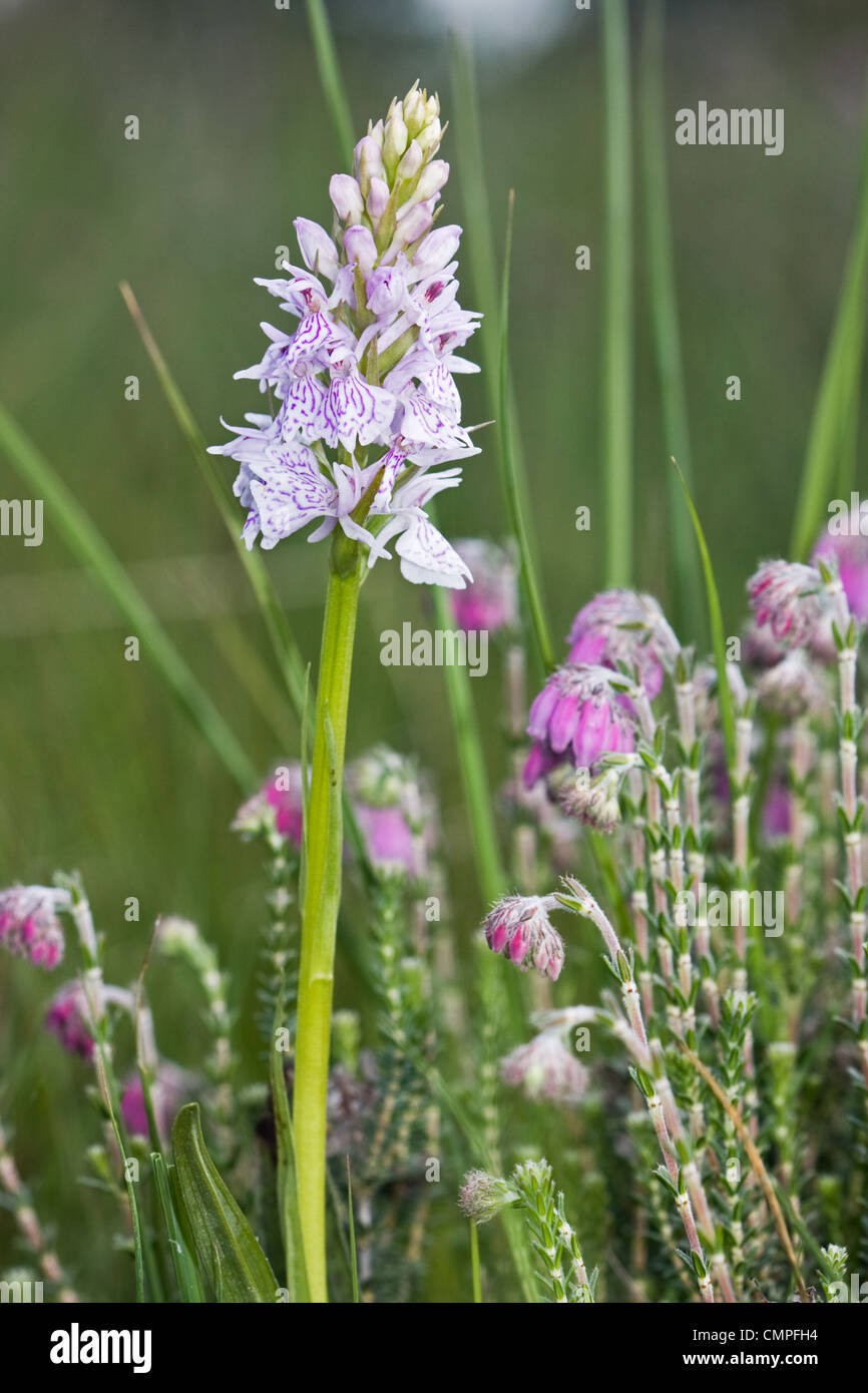 Moorland Spotted Orchid, also known as Heath Spotted Orchid or Common Spotted Orchid (Dactylorhiza maculata) and Cross-leaved He Stock Photo