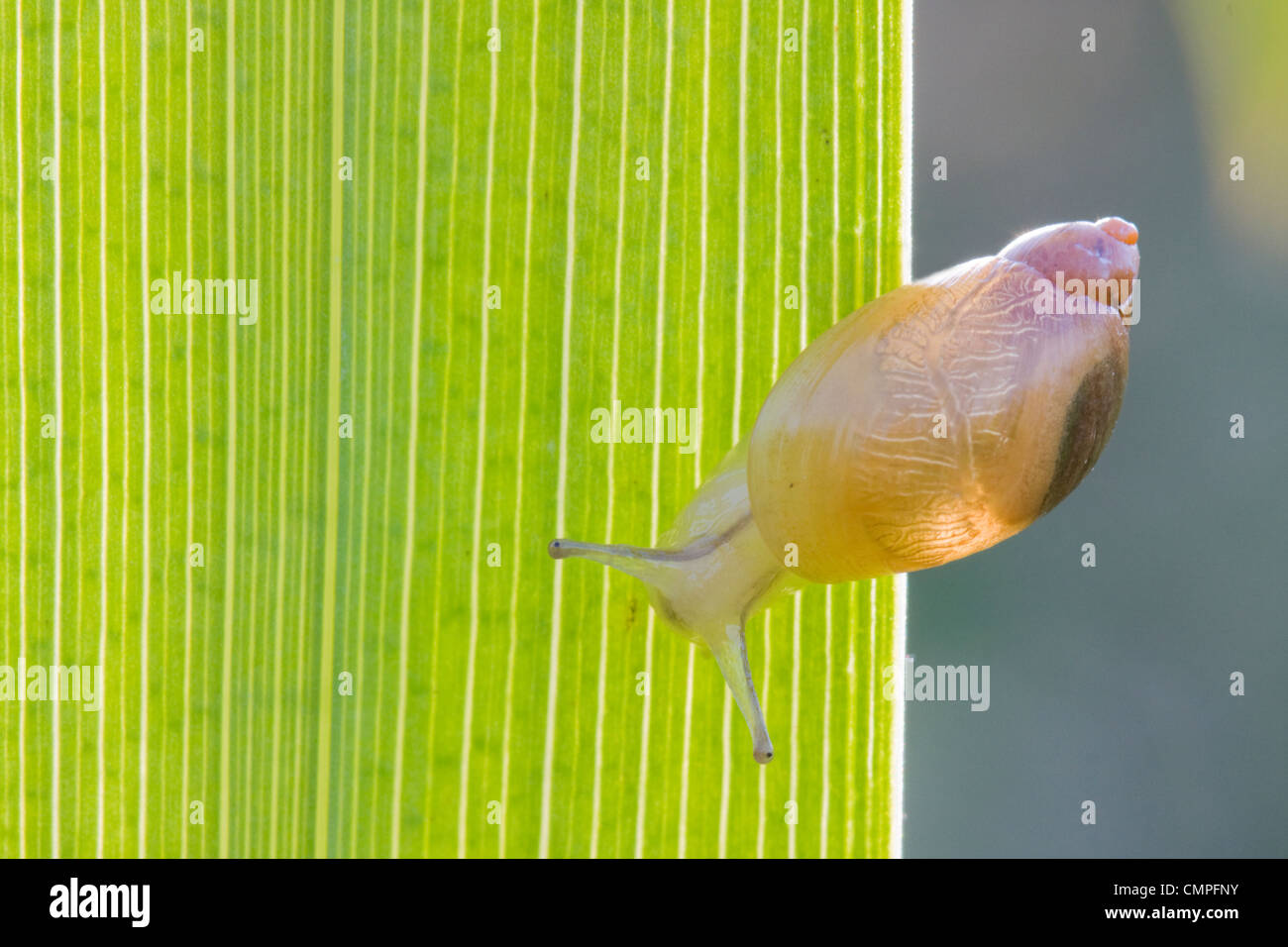 Young snail on the leaf of a Yellow Iris Stock Photo