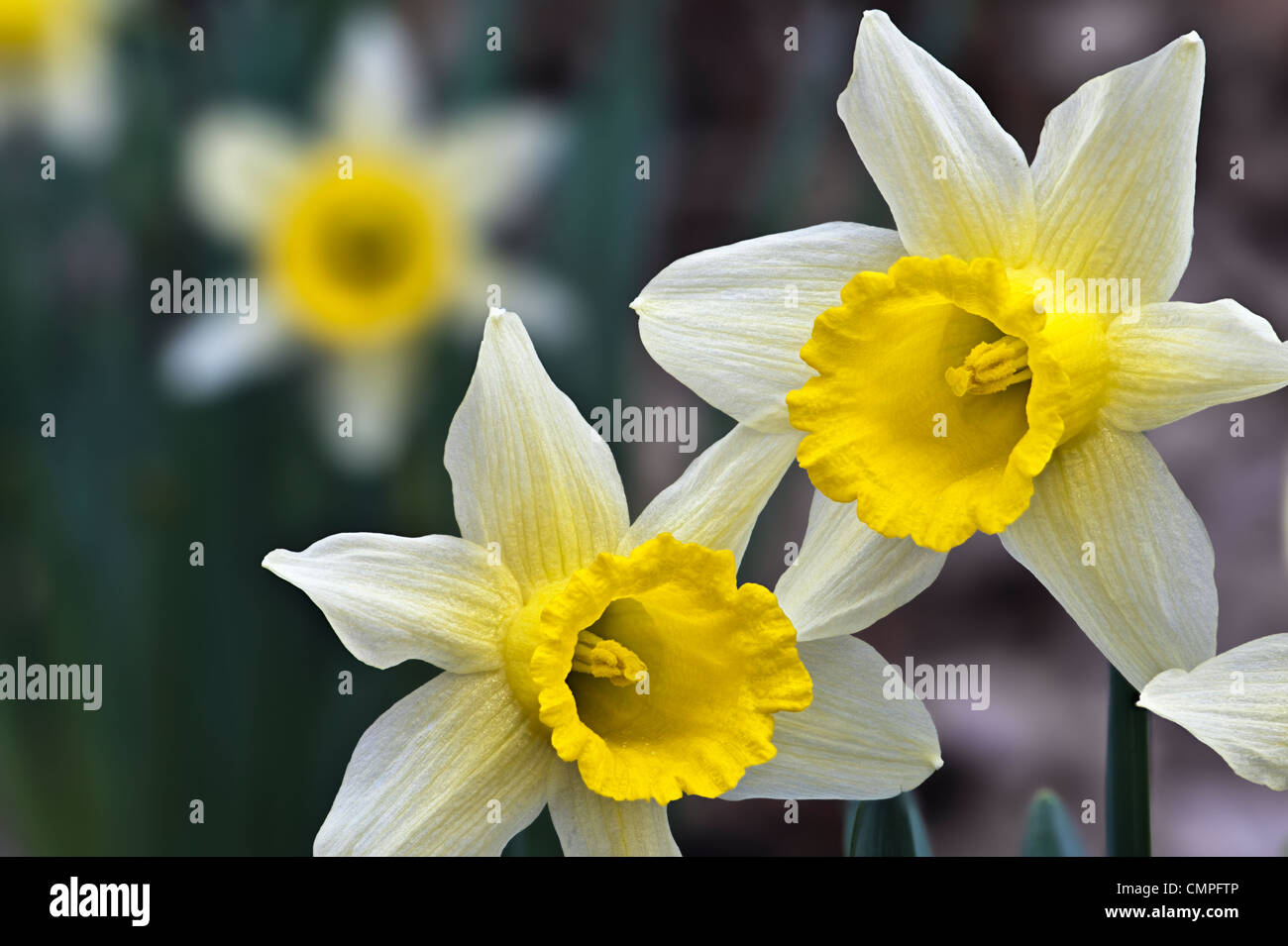 Wild Daffodil Narcissus Pseudonarcissus Ssp Pseudonarcissus Dymock