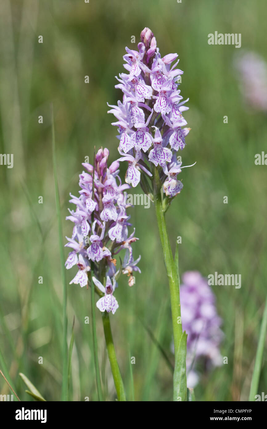 Heath Spotted Orchid or Moorland Spotted Orchid (Dactylorhiza maculata). Stock Photo