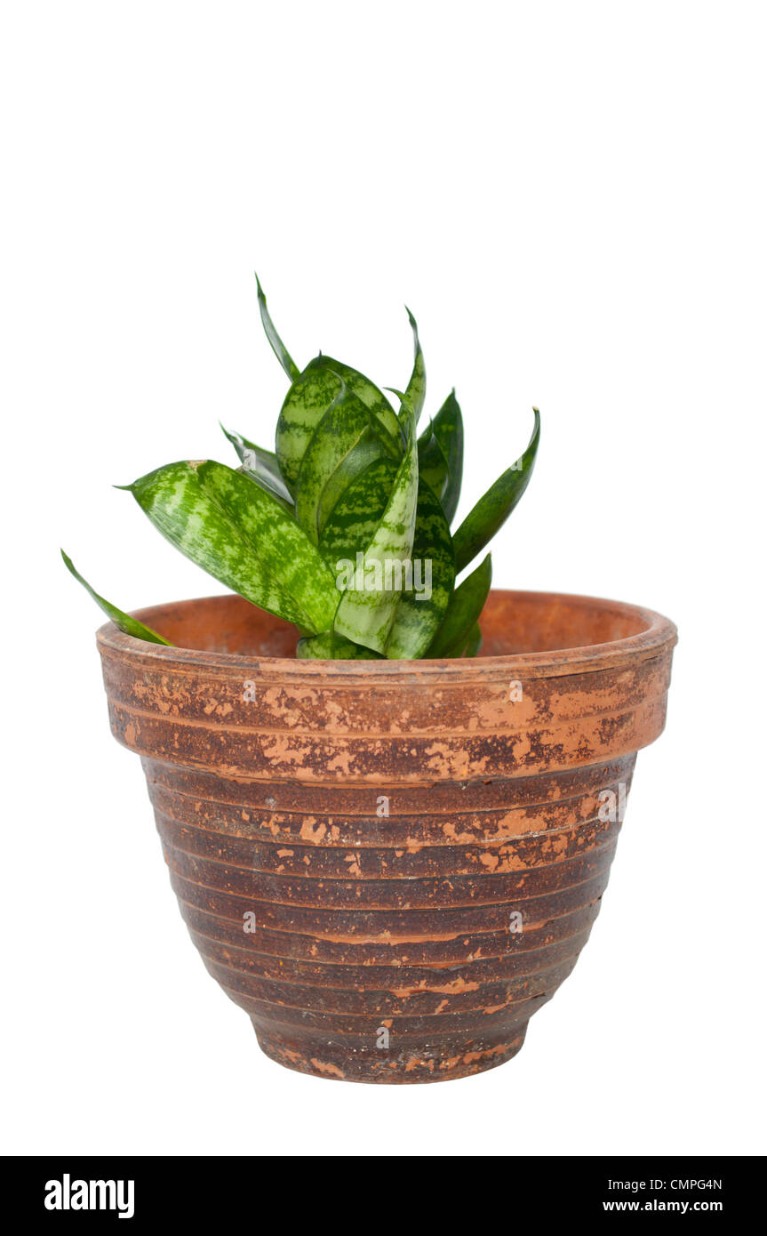 Flat home plant pot Cut Out Stock Images & Pictures - Alamy