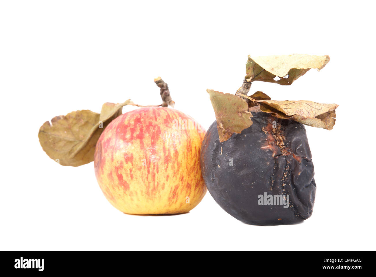 Ripe and rotten apples with dry leaves on a white background Stock Photo