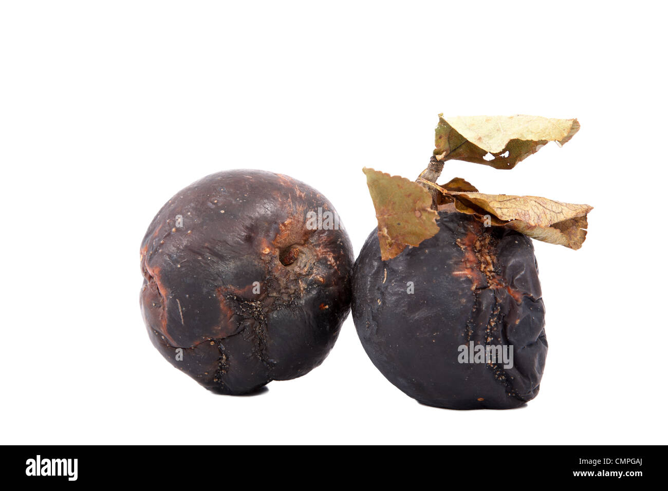 Rotten apples with dry leaves on a white background Stock Photo