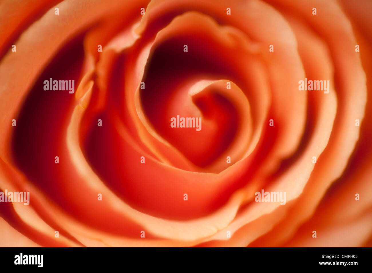 Rose close ups hi-res stock photography and images - Alamy