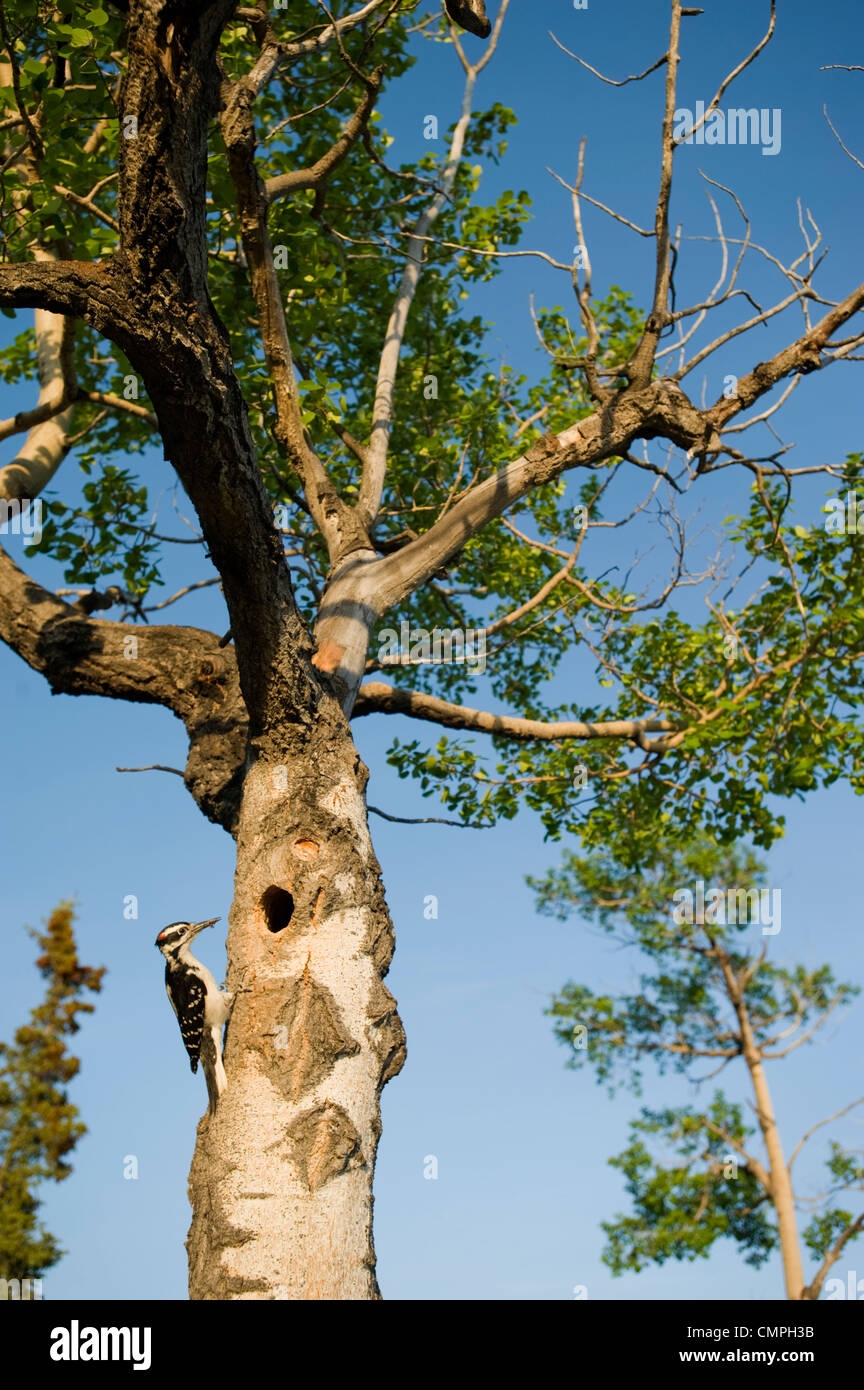 Hairy Woodpecker at its nest in spring, Whitehorse, Yukon Stock Photo