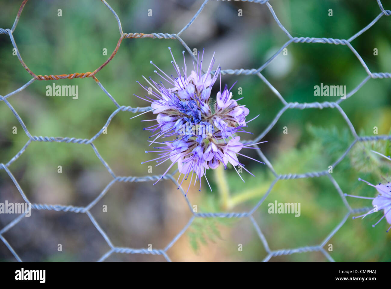 Scorpionweed bouqet of flowers in a chicken wire fence Stock Photo