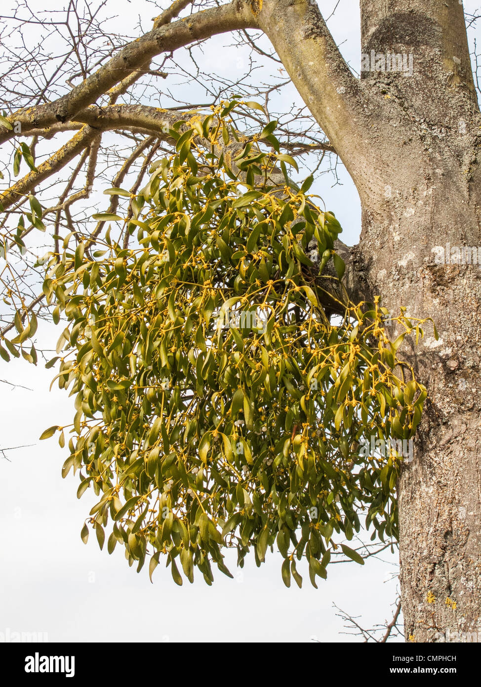 A large mistletoe growth (Santalales) on a tree in winter Stock Photo
