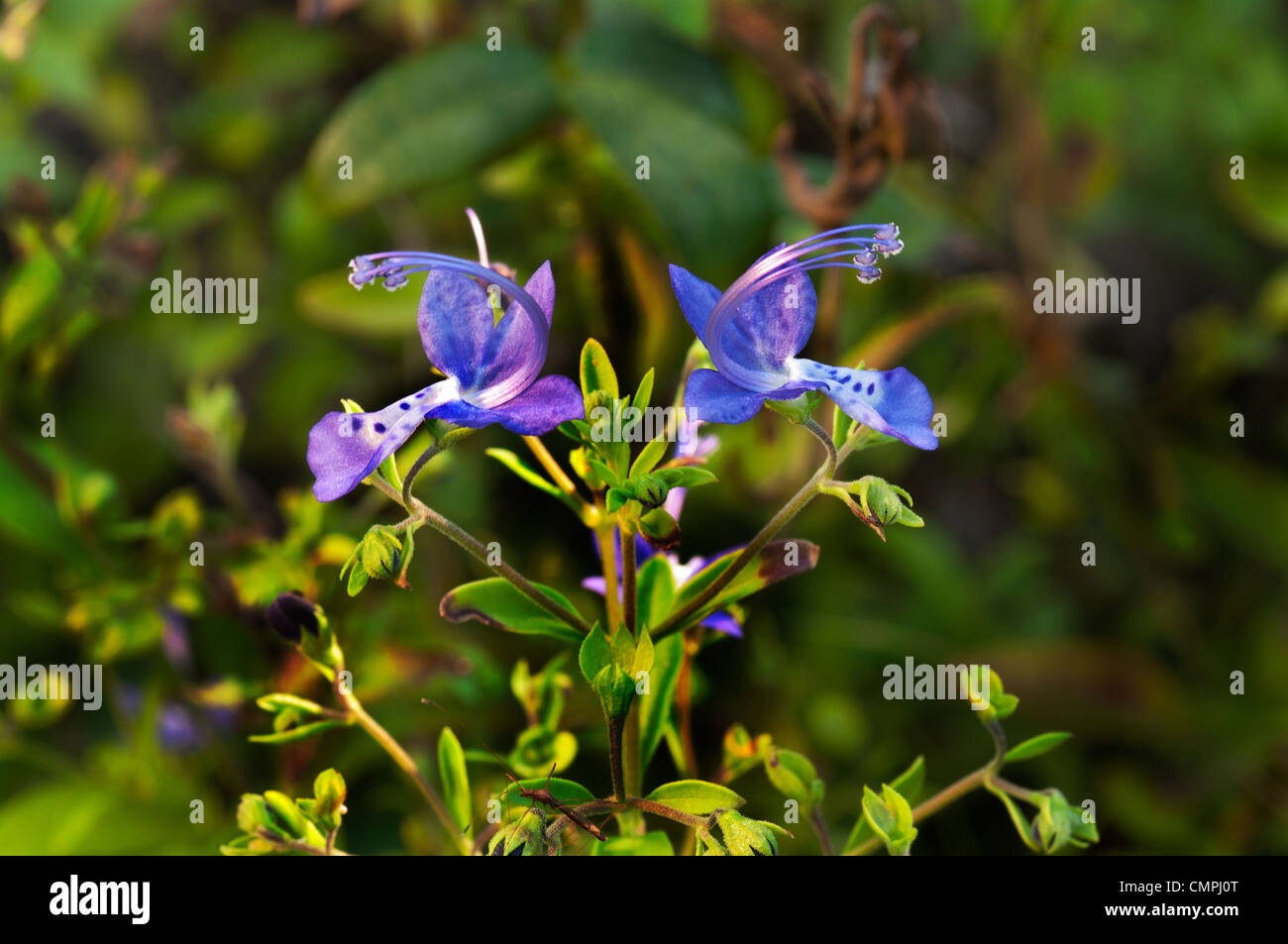 Forked Bluecurls, Trichostema dichotomum, Wildflower Stock Photo
