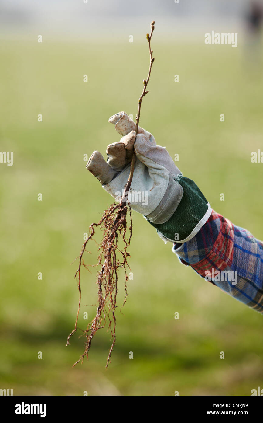 hand holding a sapling with rooots Stock Photo