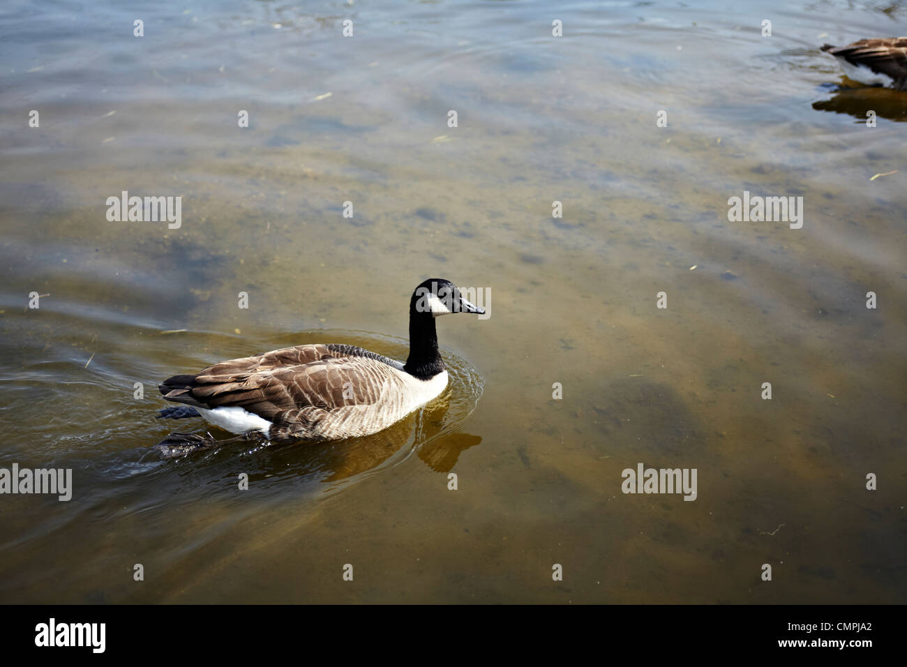 Canadian goose in the water Stock Photo