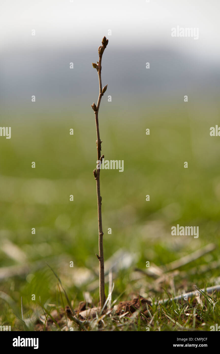 Small sapling tree Stock Photo - Alamy