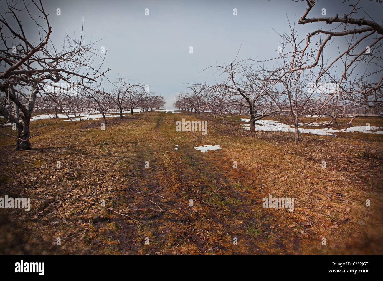 desertedWe see a wide orchard path bordered by leafless trees in early spring. Some patches of snow still on the ground Stock Photo