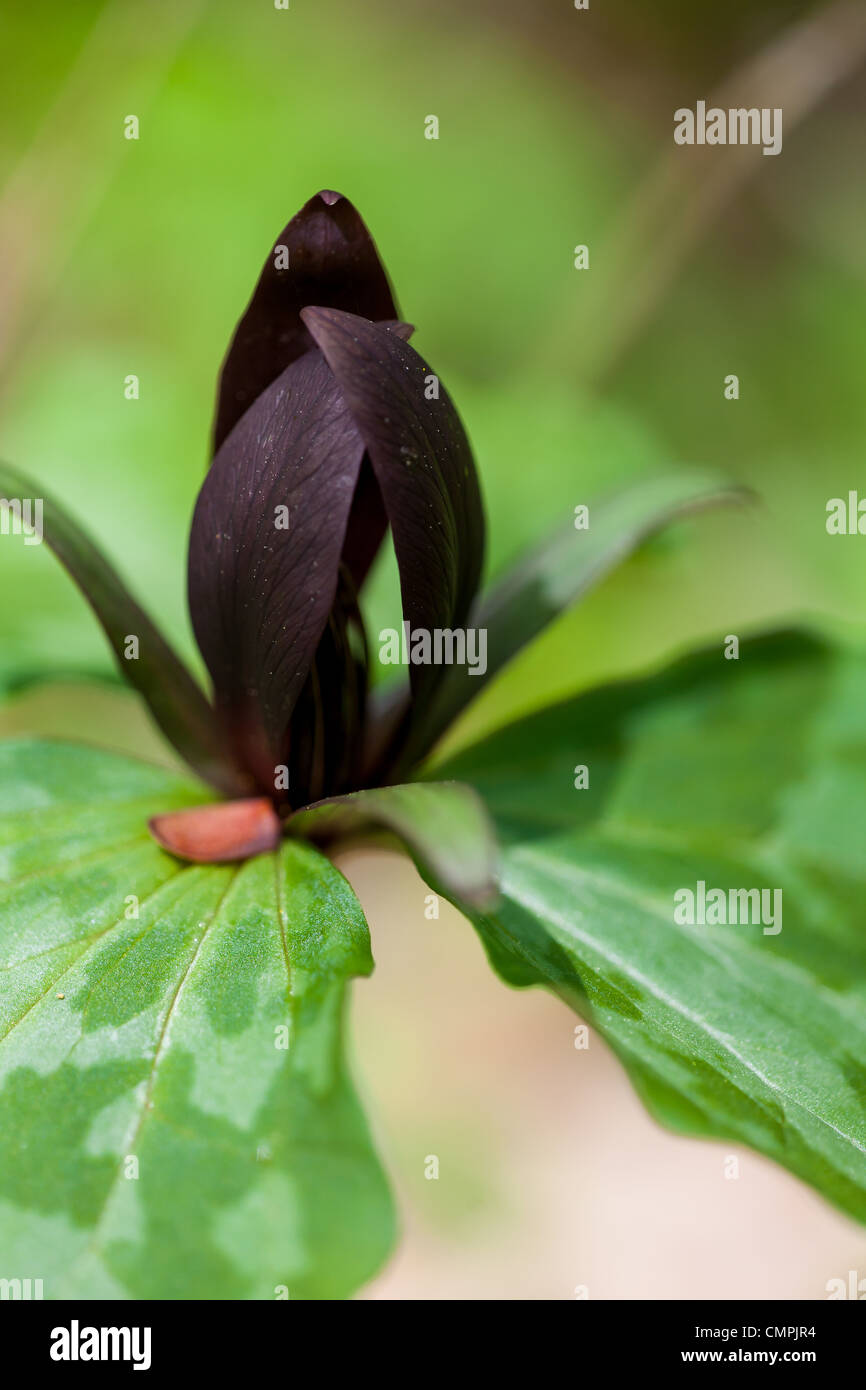 Toadshade is one of two similar species of trillium that have stalkless, maroon, closed blooms above their three leaves.  Toadshade is the smaller of the two, with blooms approximately 1.5' inches tall.  Toadshade generally blooms from April through June in a rich woods environment.  The flower has been used to medically treat tumors. Stock Photo