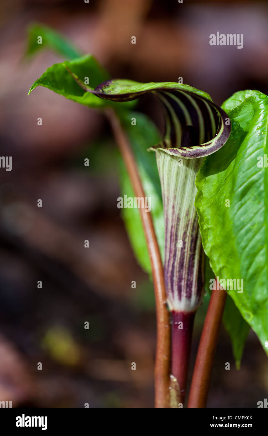 Jack in the Pulpit blooms from April through June and is distinctive hood over the center part of the flower. Stock Photo