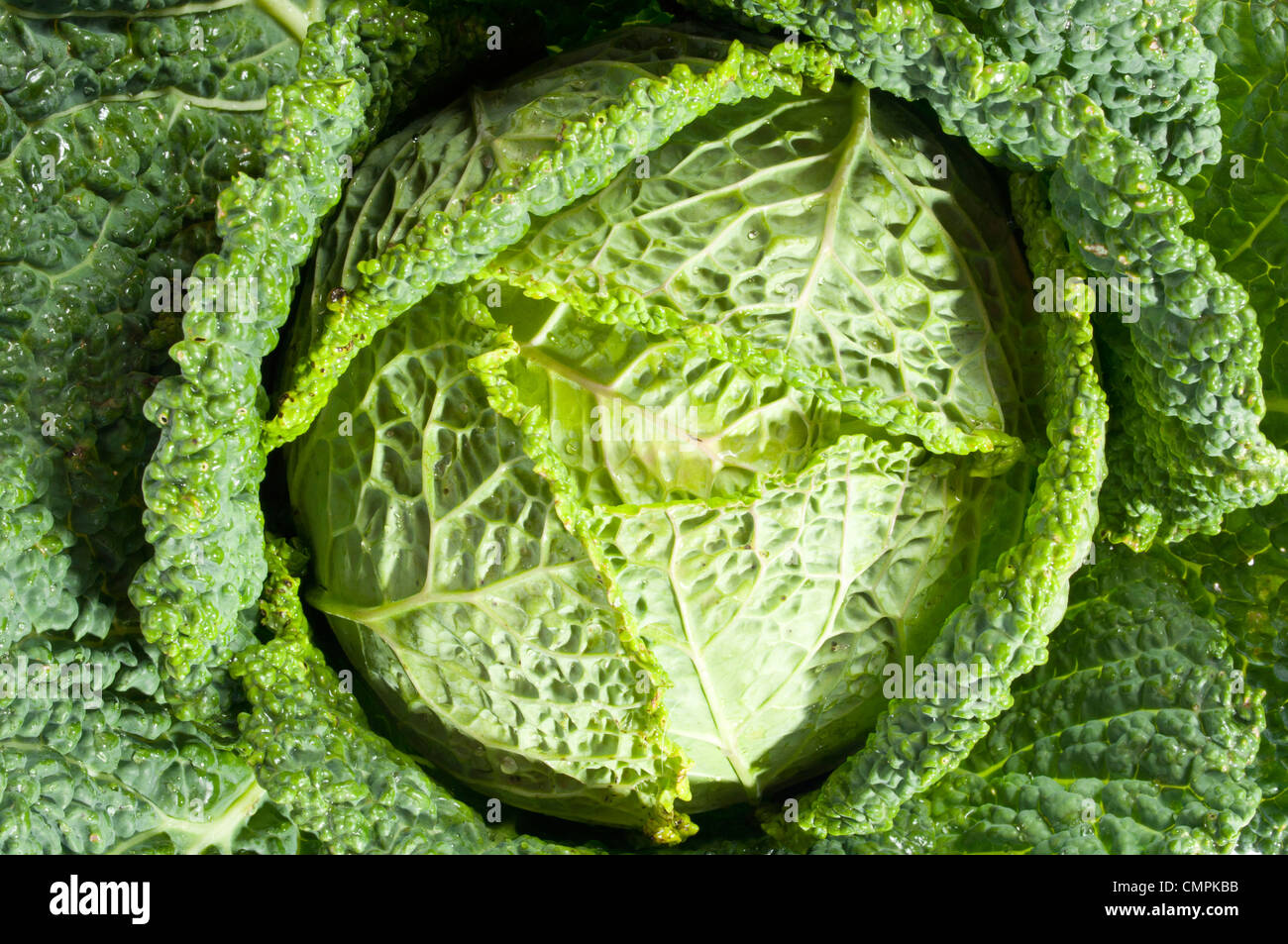 Kail hi res stock photography and images Alamy Kail hi res stock photography and images Alamy