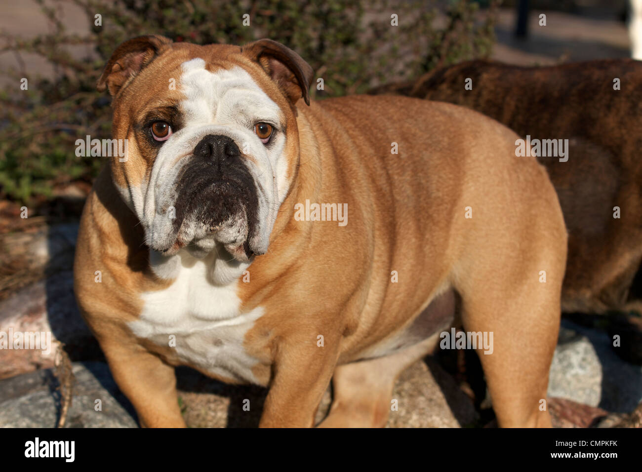 Bulldog outside Stock Photo